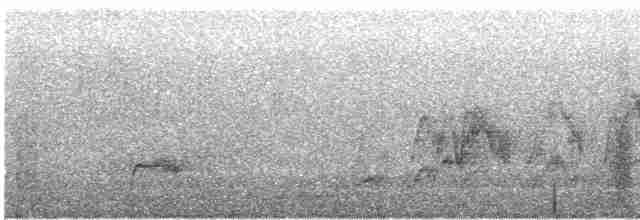 Дрізд-короткодзьоб Cвенсона [група ustulatus] - ML483549621