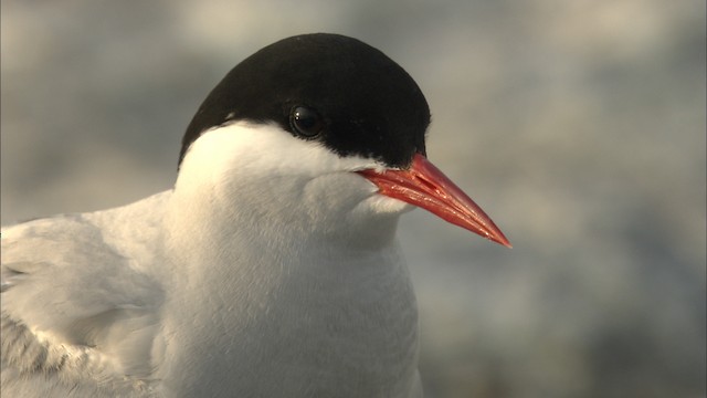  - Arctic Tern
