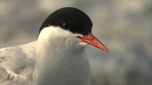 Arctic Tern - ML483551