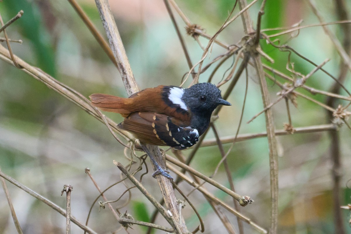 Chestnut-tailed Antbird - ML483552861