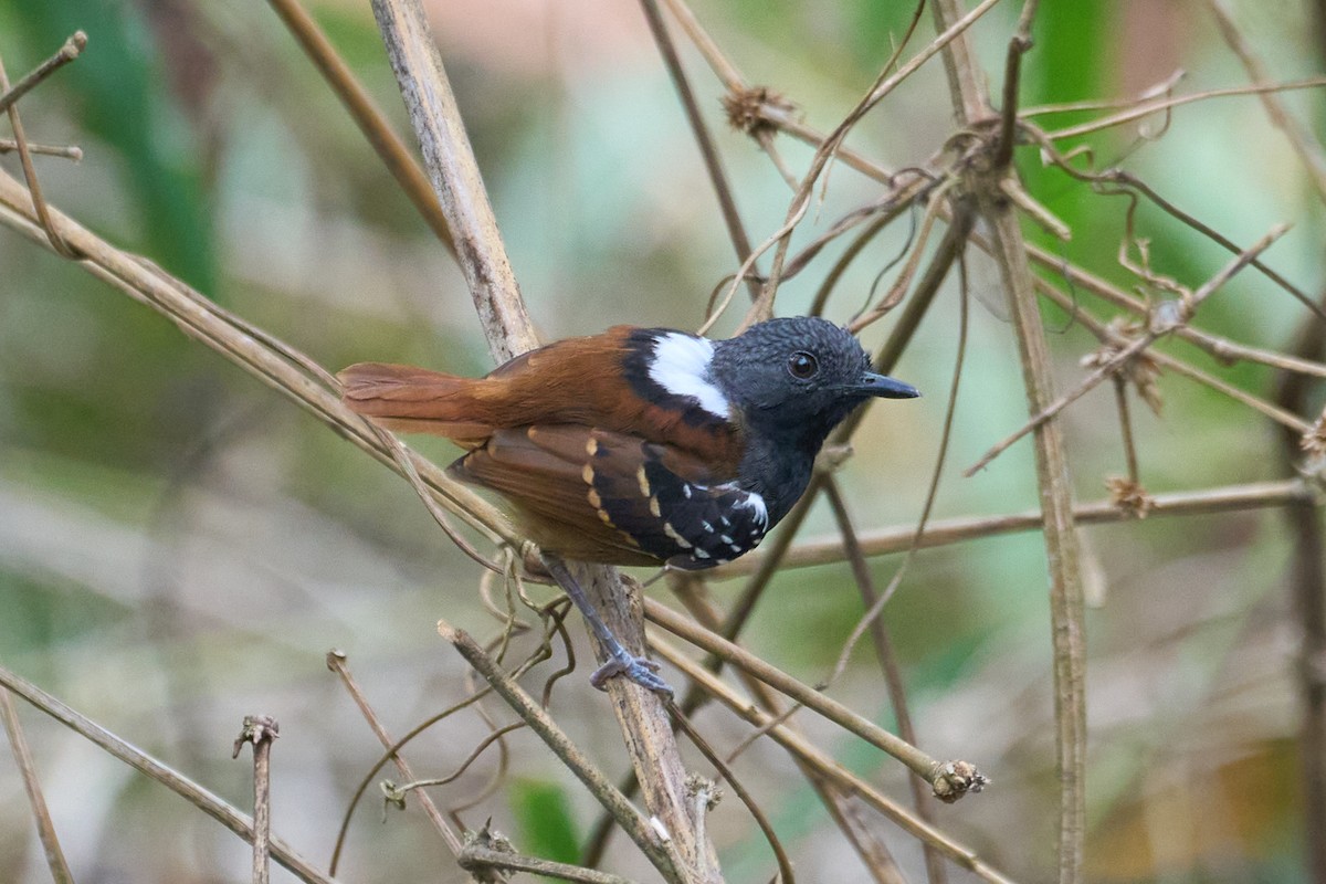 Chestnut-tailed Antbird - ML483552871