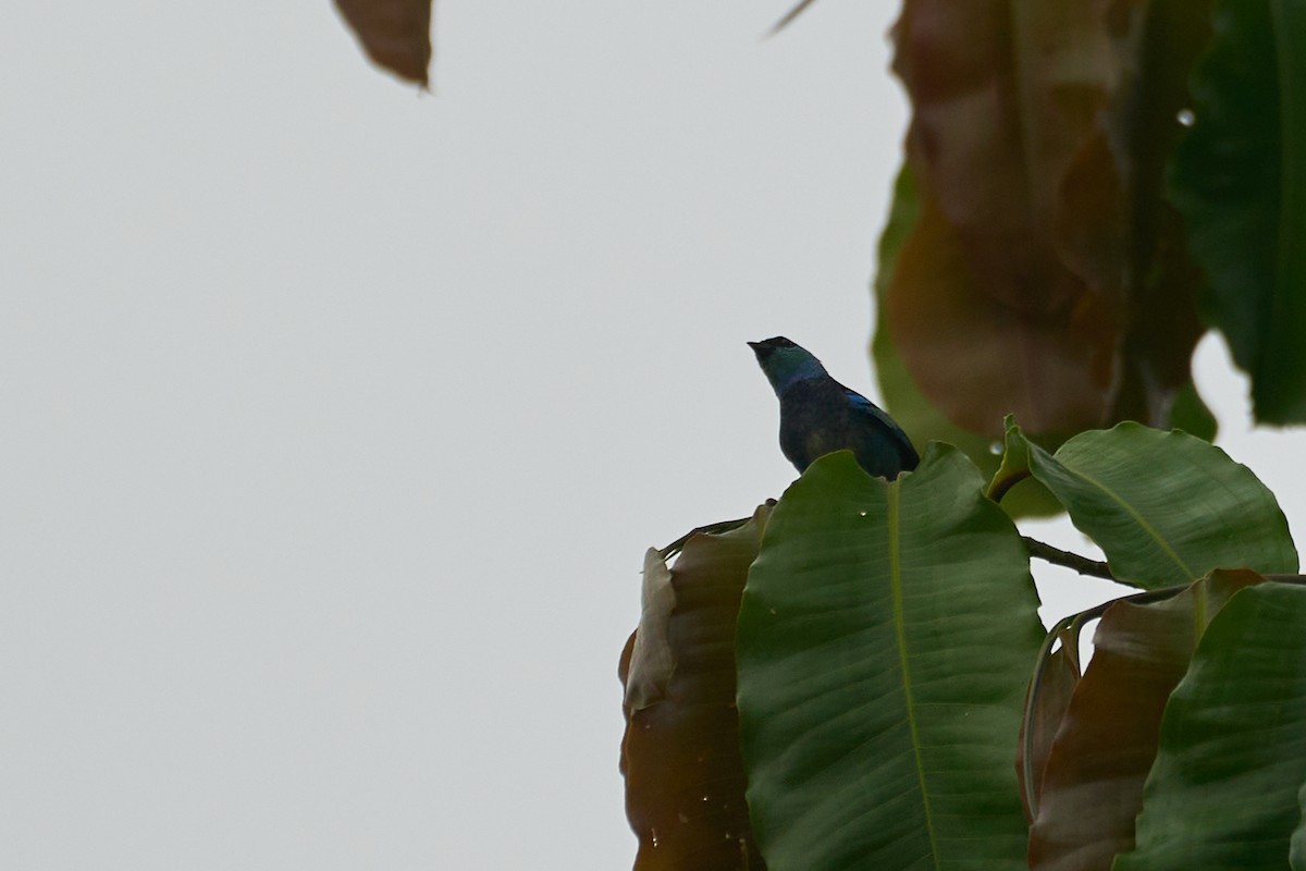 Masked Tanager - ML483552931