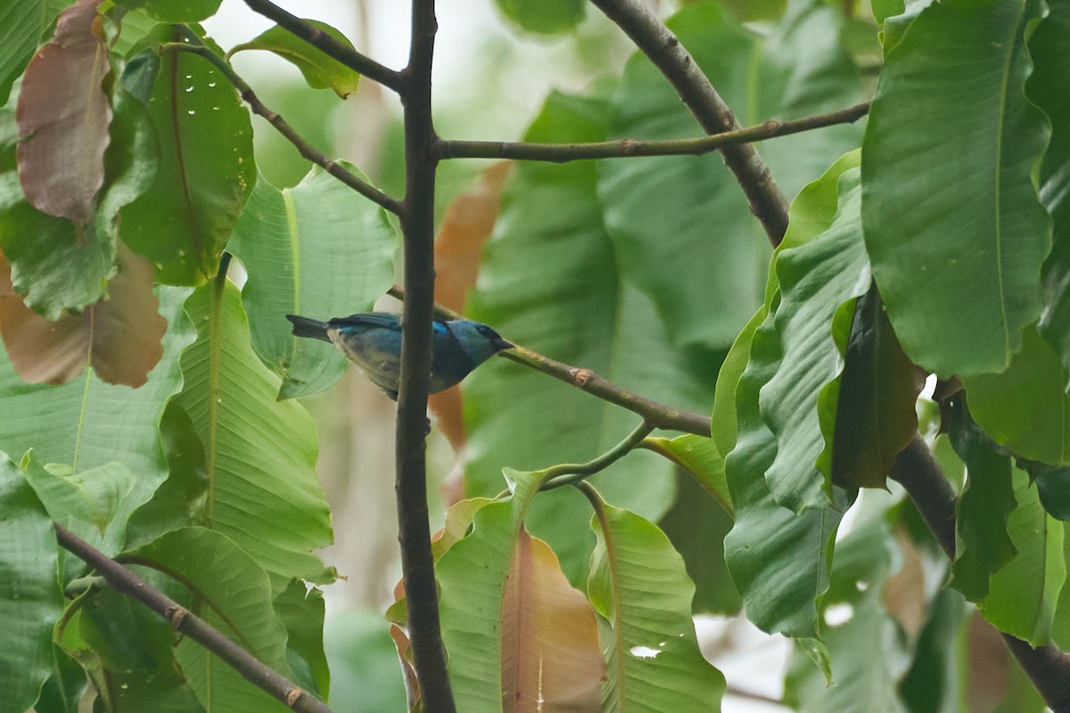 Masked Tanager - ML483552941