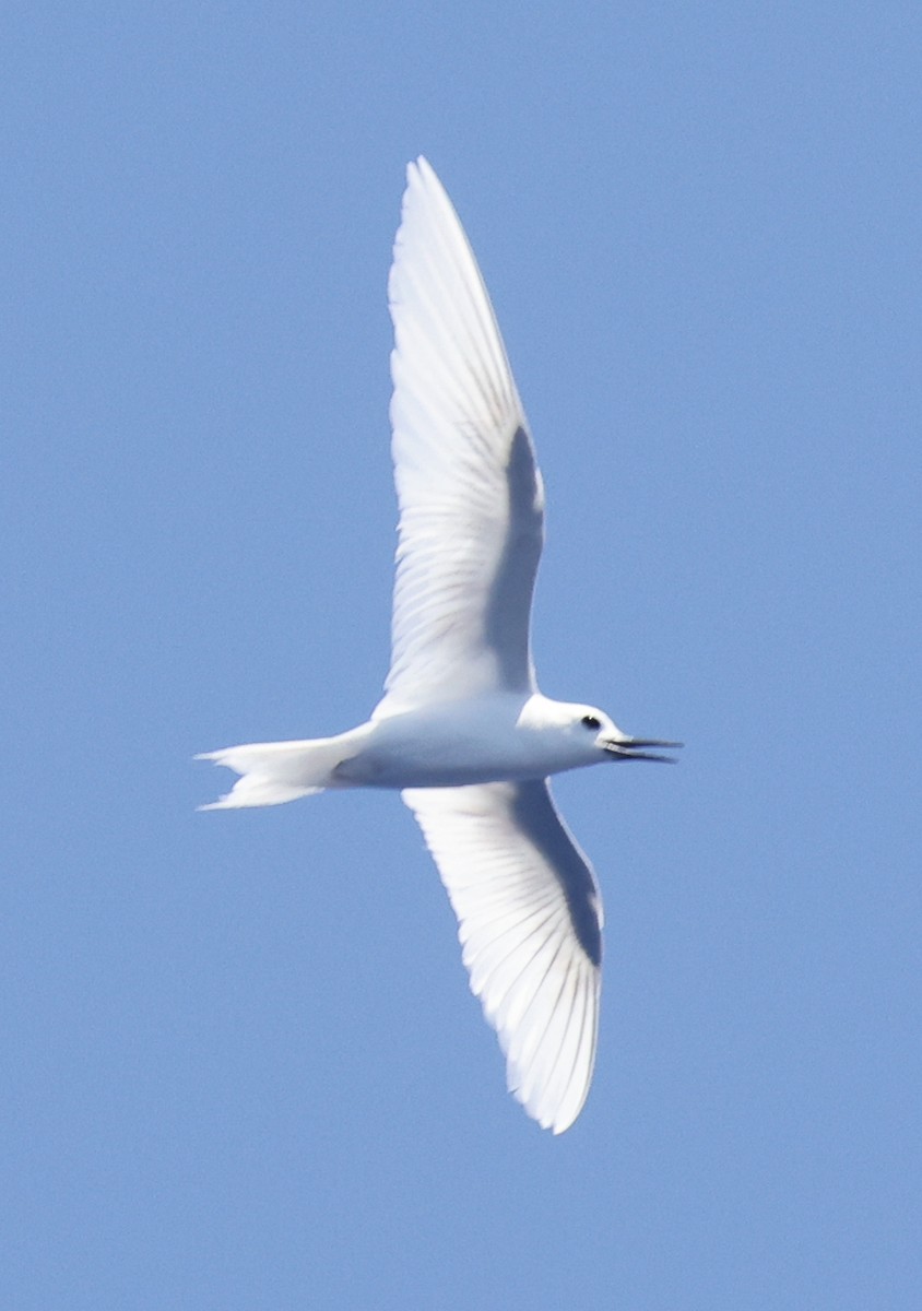 White Tern (Pacific) - ML483553101