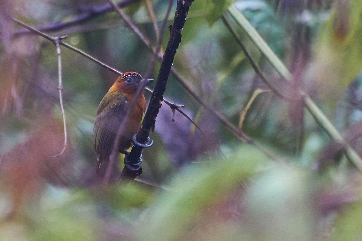 Rufous-breasted Piculet - ML483556481
