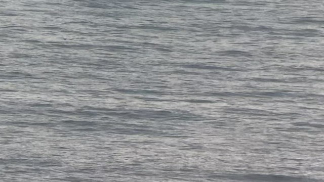 Pink-footed Shearwater - ML483558041
