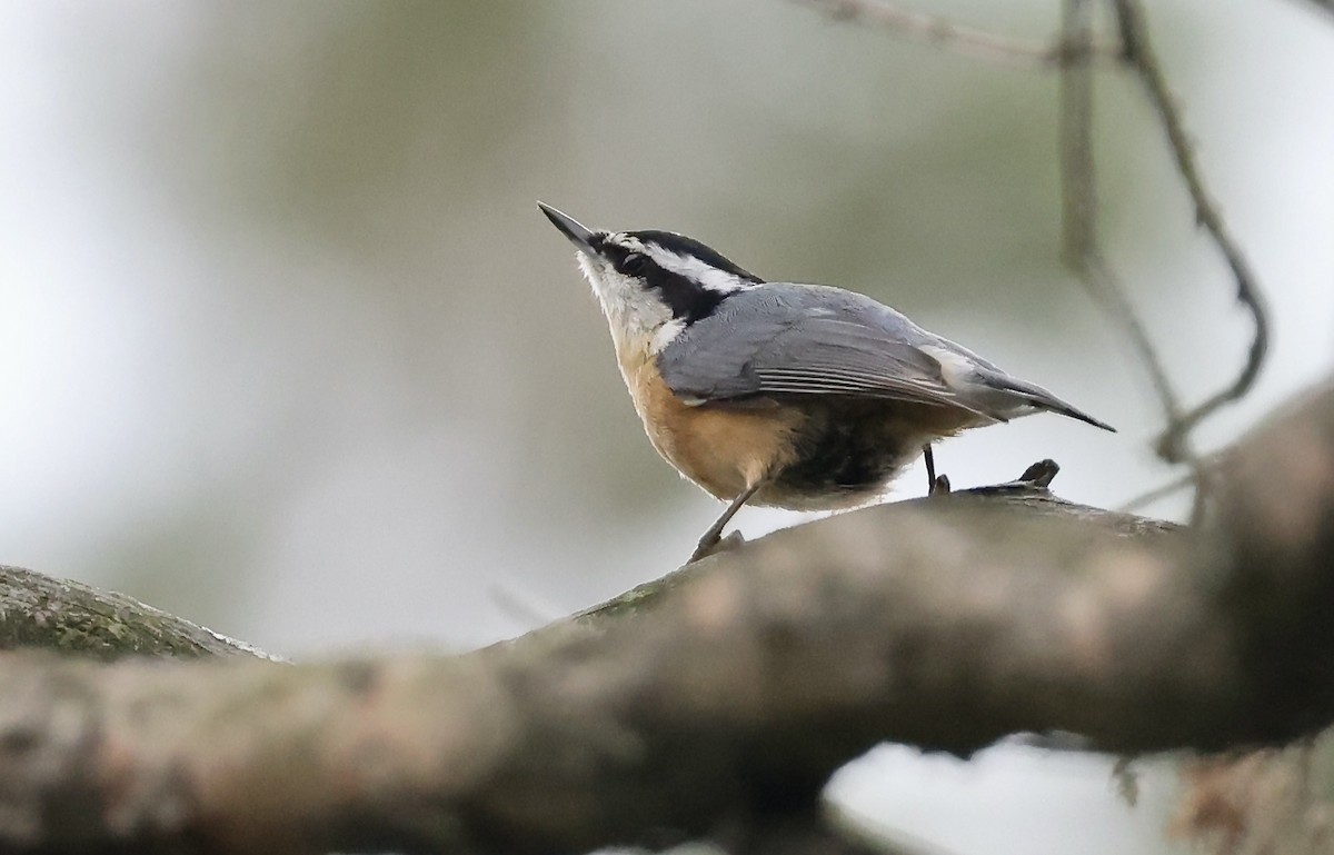 Red-breasted Nuthatch - ML483560071