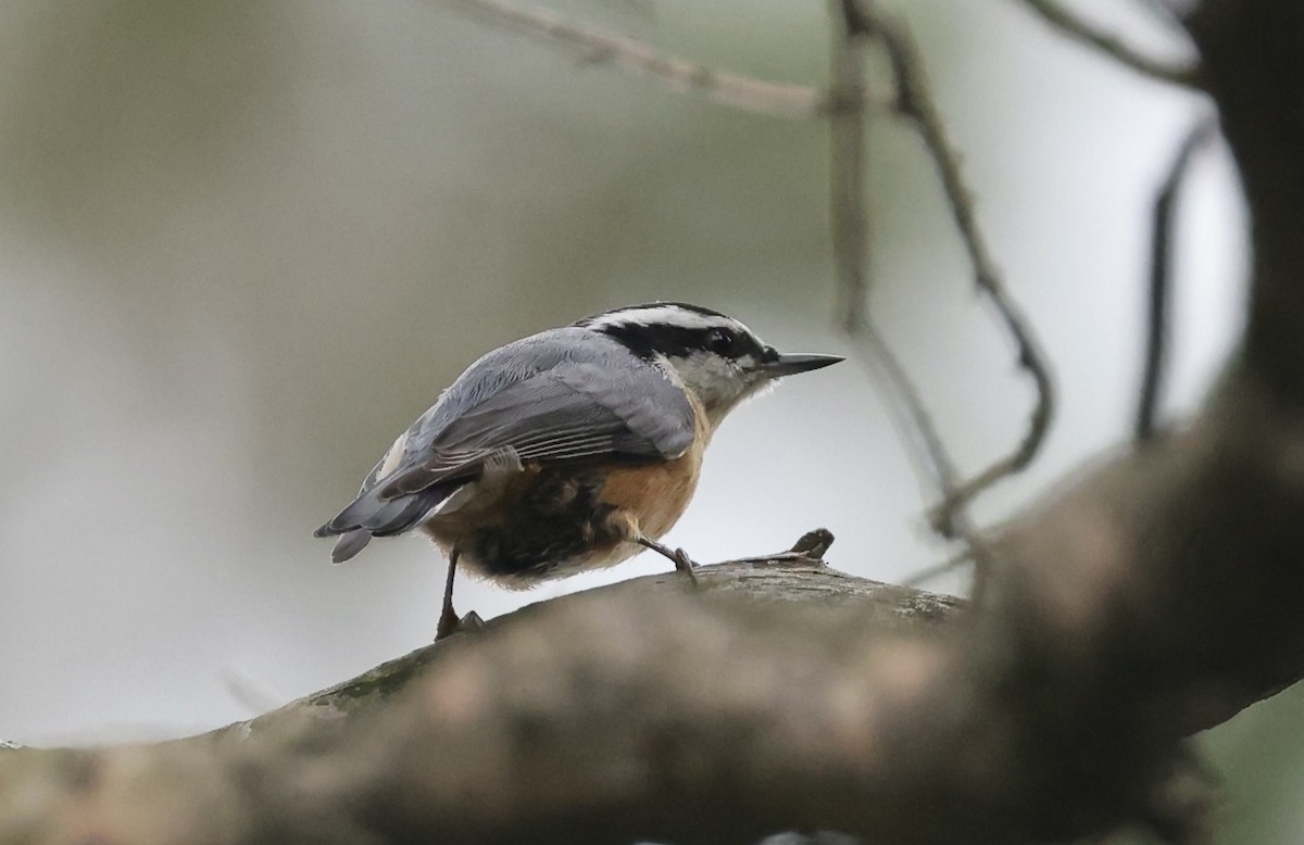 Red-breasted Nuthatch - ML483560081