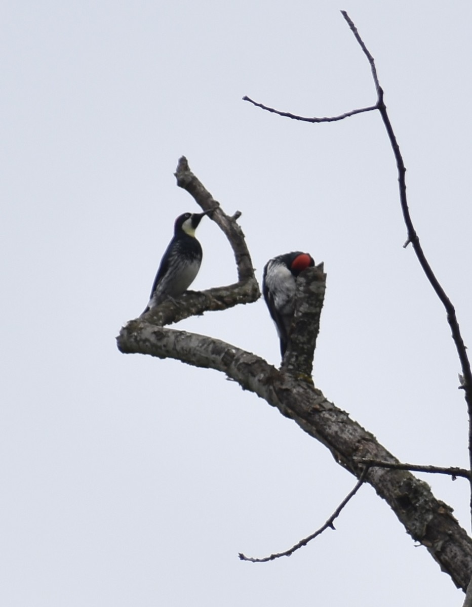 Acorn Woodpecker - ML483575061