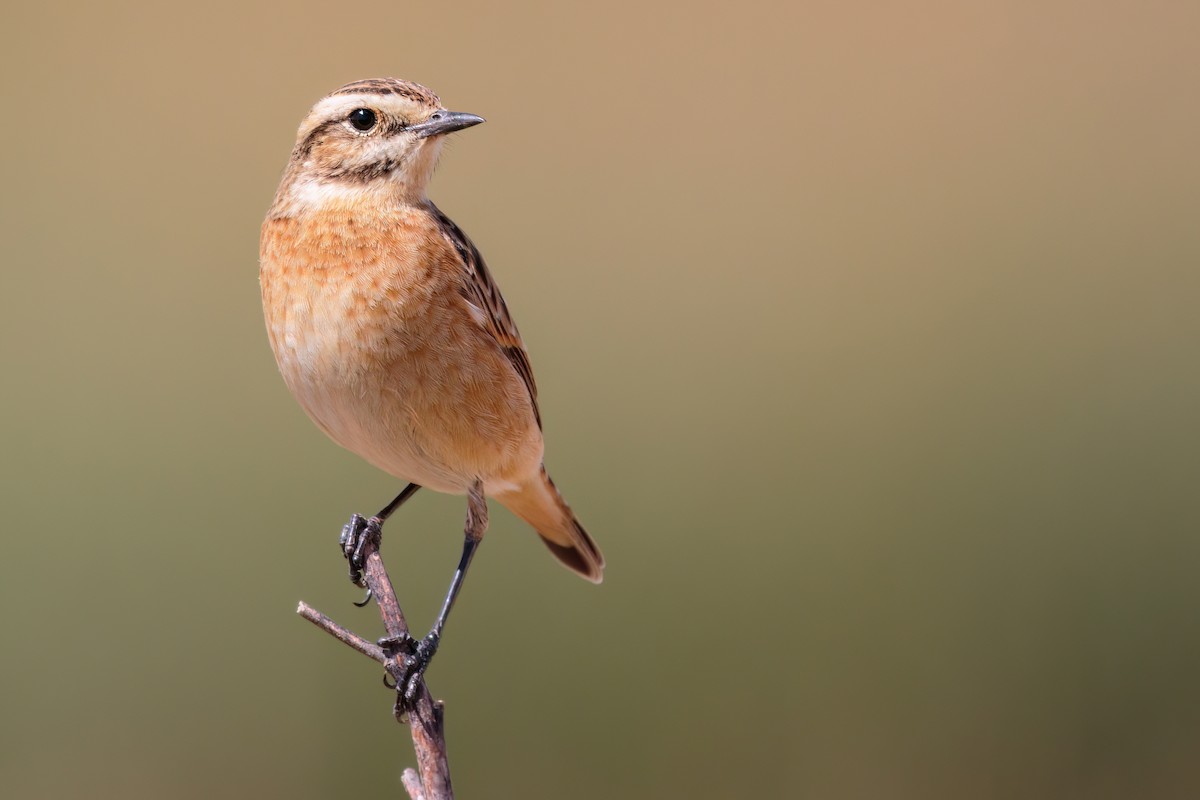Whinchat - ML483577381