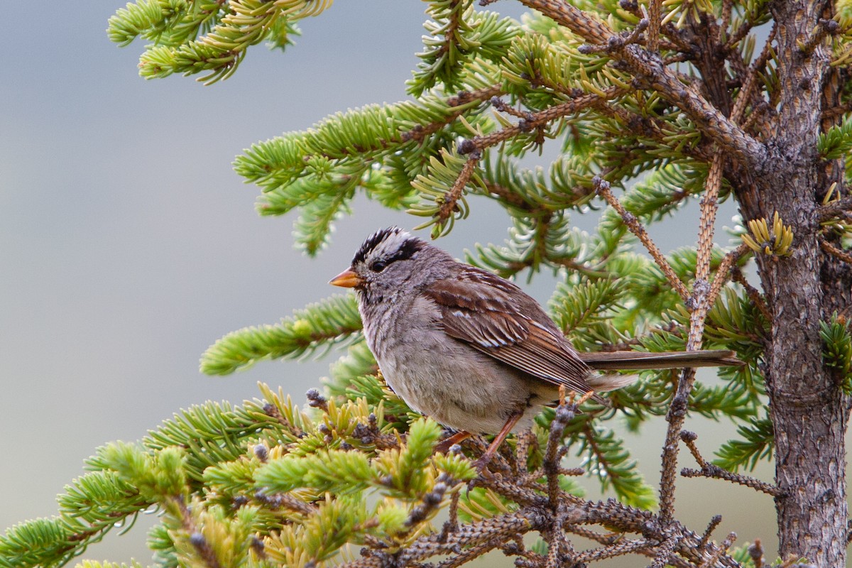 White-crowned Sparrow - ML483579341