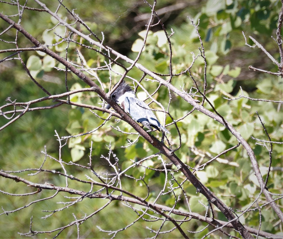 Belted Kingfisher - ML483581271