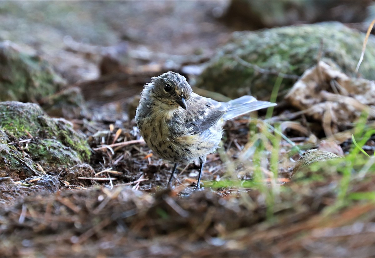 Palm Warbler - ML483581601