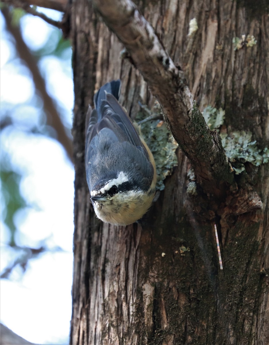 Red-breasted Nuthatch - ML483581671
