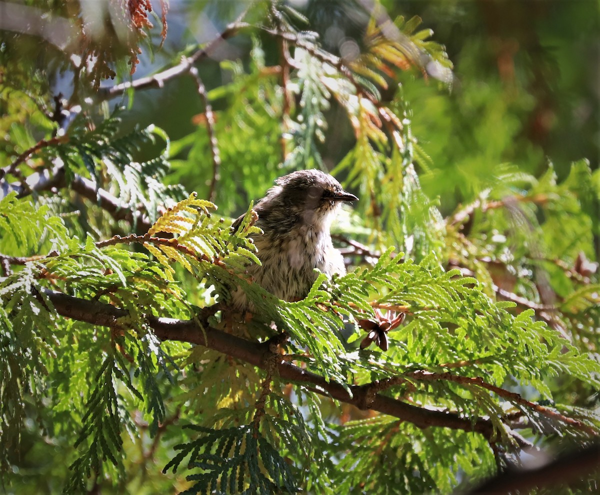 Yellow-rumped Warbler - ML483582121