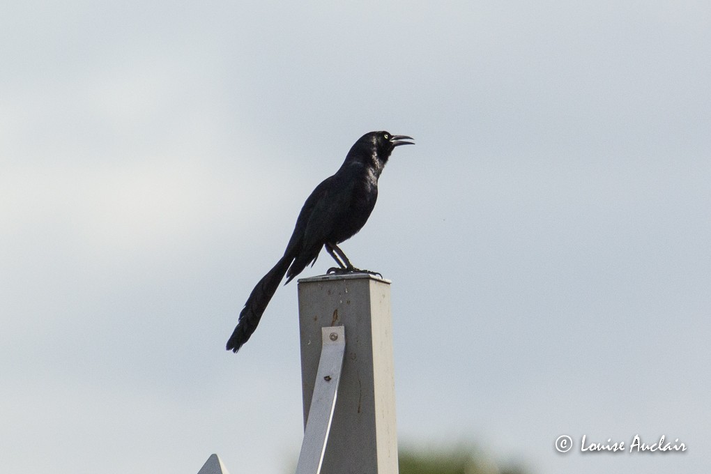 Great-tailed Grackle - ML48358411