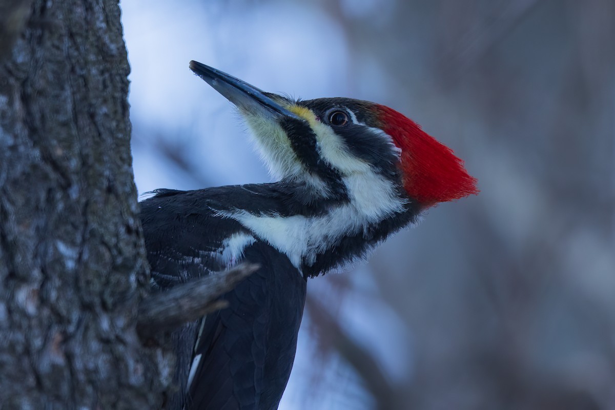 Pileated Woodpecker - ML483589551