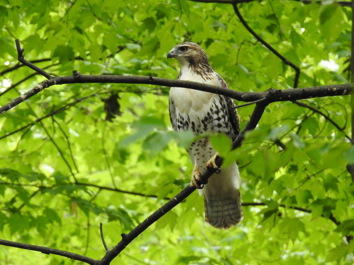 Red-tailed Hawk - ML483591161