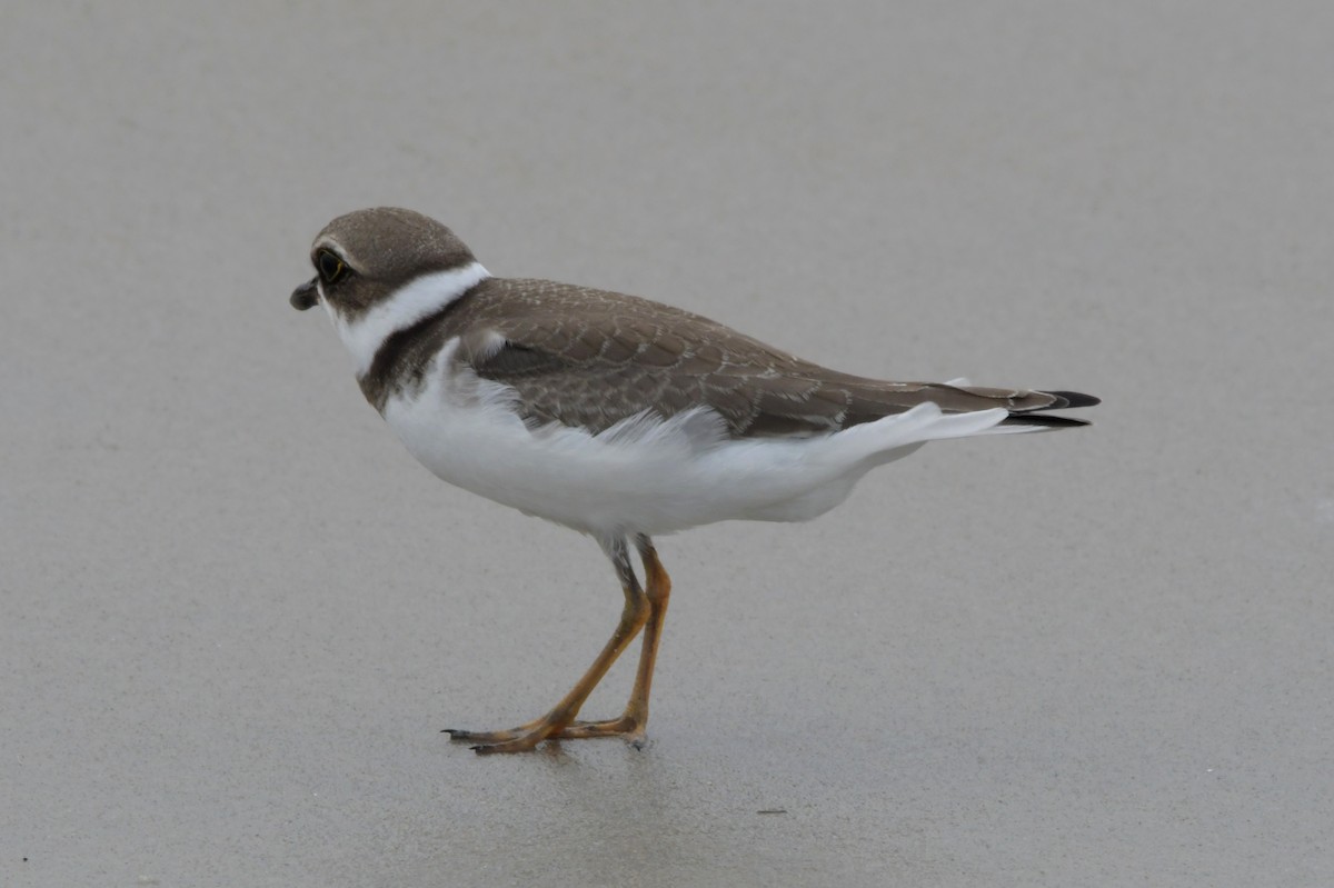 Semipalmated Plover - ML483593081