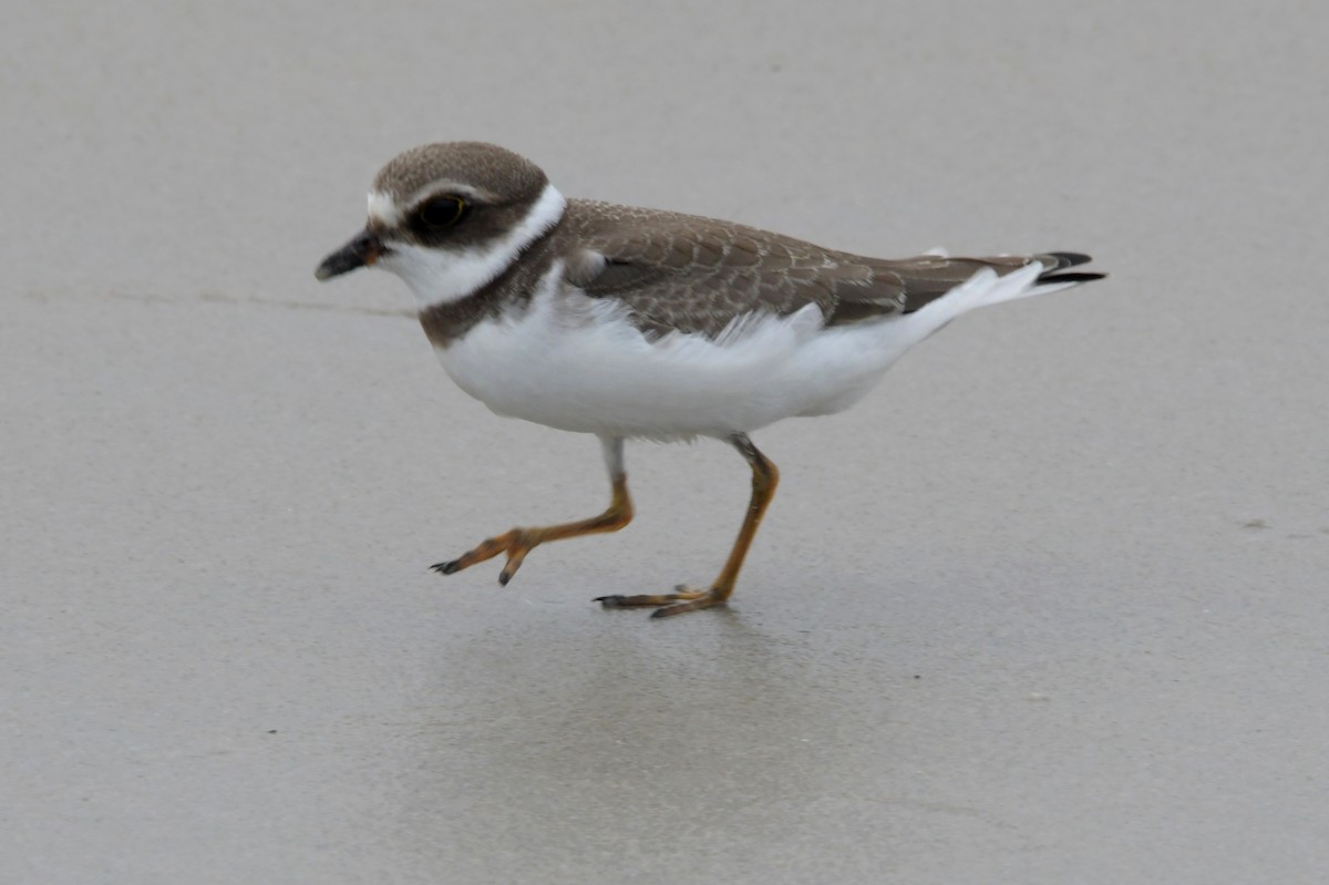 Semipalmated Plover - ML483593101
