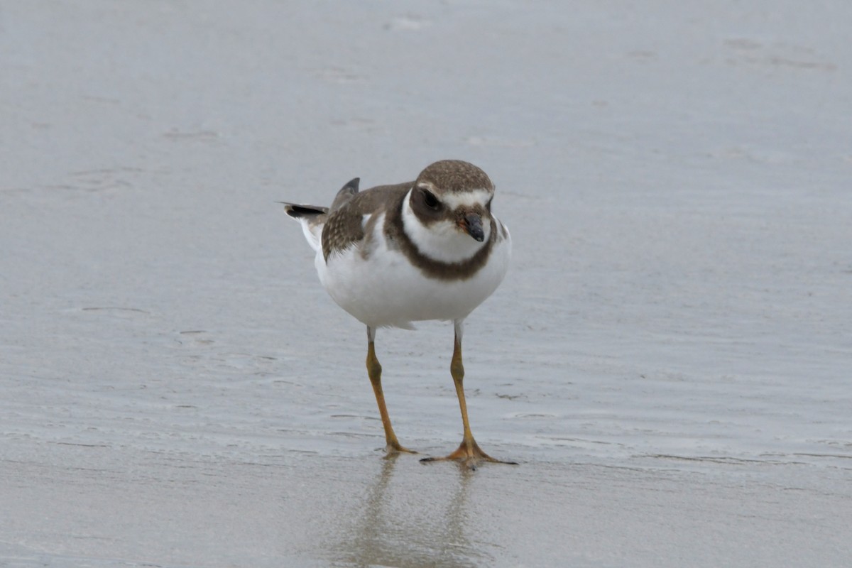 Semipalmated Plover - ML483593121