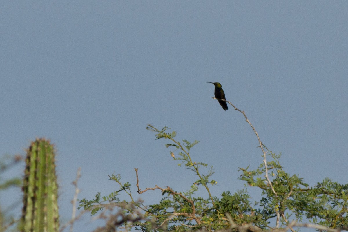 kolibřík hispaniolský - ML48359611