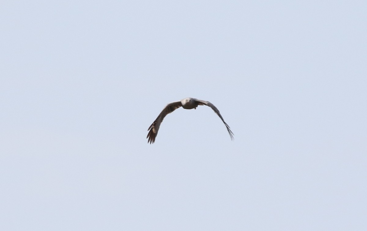 Crane Hawk (Banded) - ML483597891
