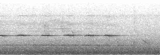 Ockerbürzel-Ameisenfänger - ML48360
