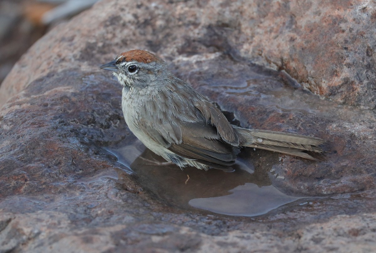 Rufous-crowned Sparrow - ML483602181