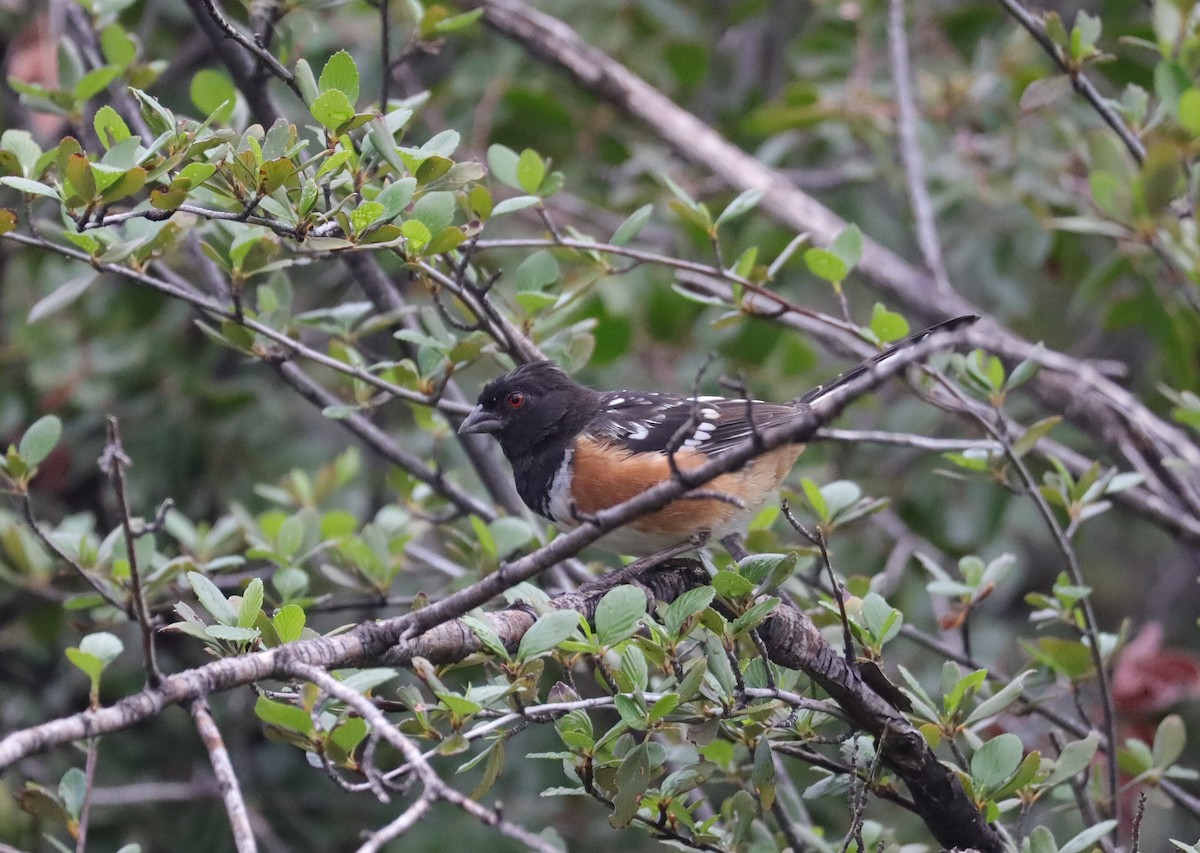 Spotted Towhee - ML483602291