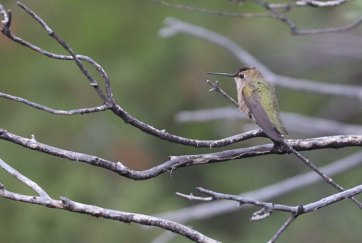 Black-chinned Hummingbird - ML483602351