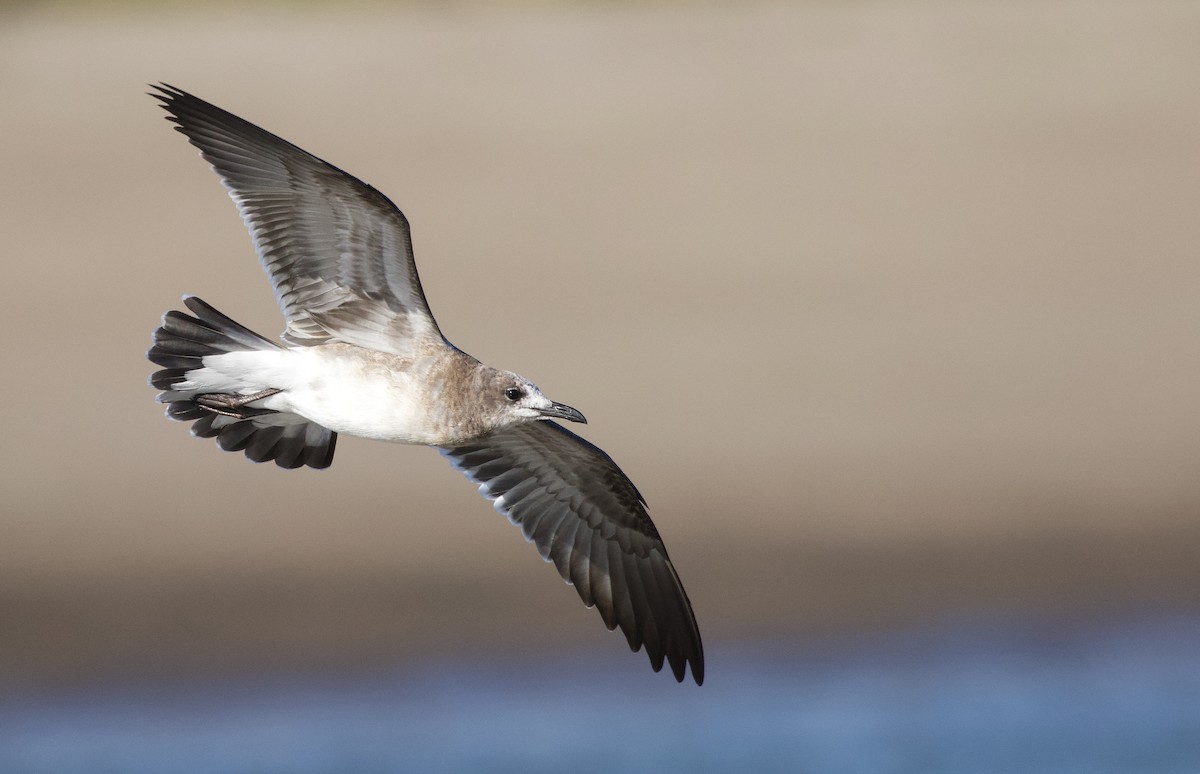 Laughing Gull - Will Sweet