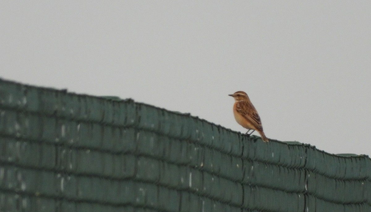 Whinchat - ML483603501