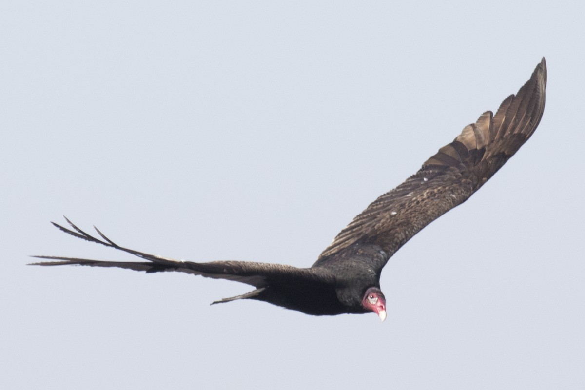 Turkey Vulture - ML48360581