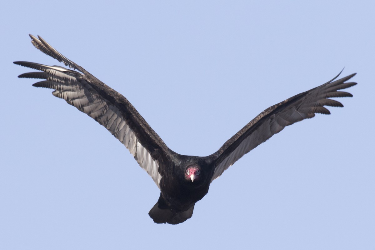 Turkey Vulture - ML48360671