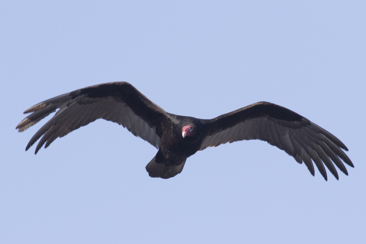 Turkey Vulture - ML48360721