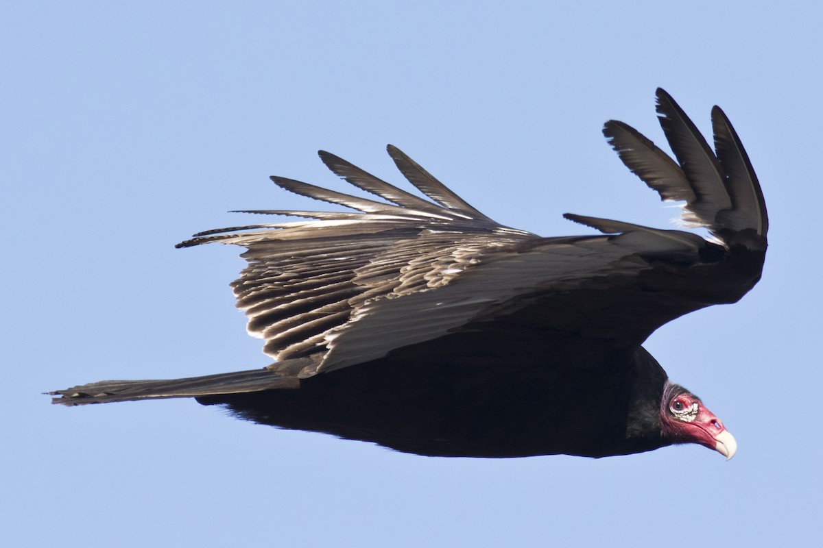 Turkey Vulture - ML48360751