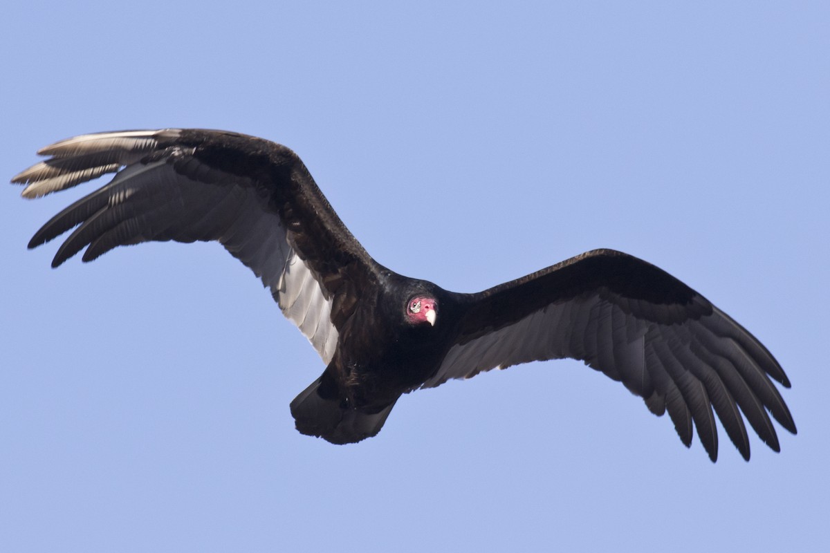 Turkey Vulture - ML48360791