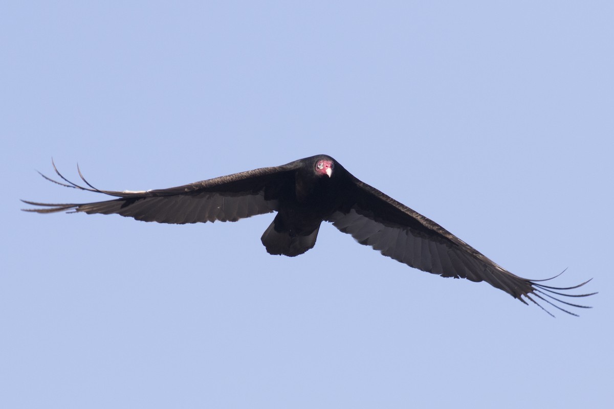 Turkey Vulture - ML48360811