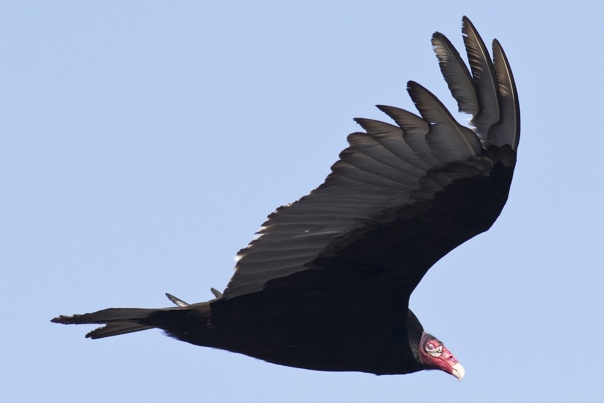 Turkey Vulture - ML48360901