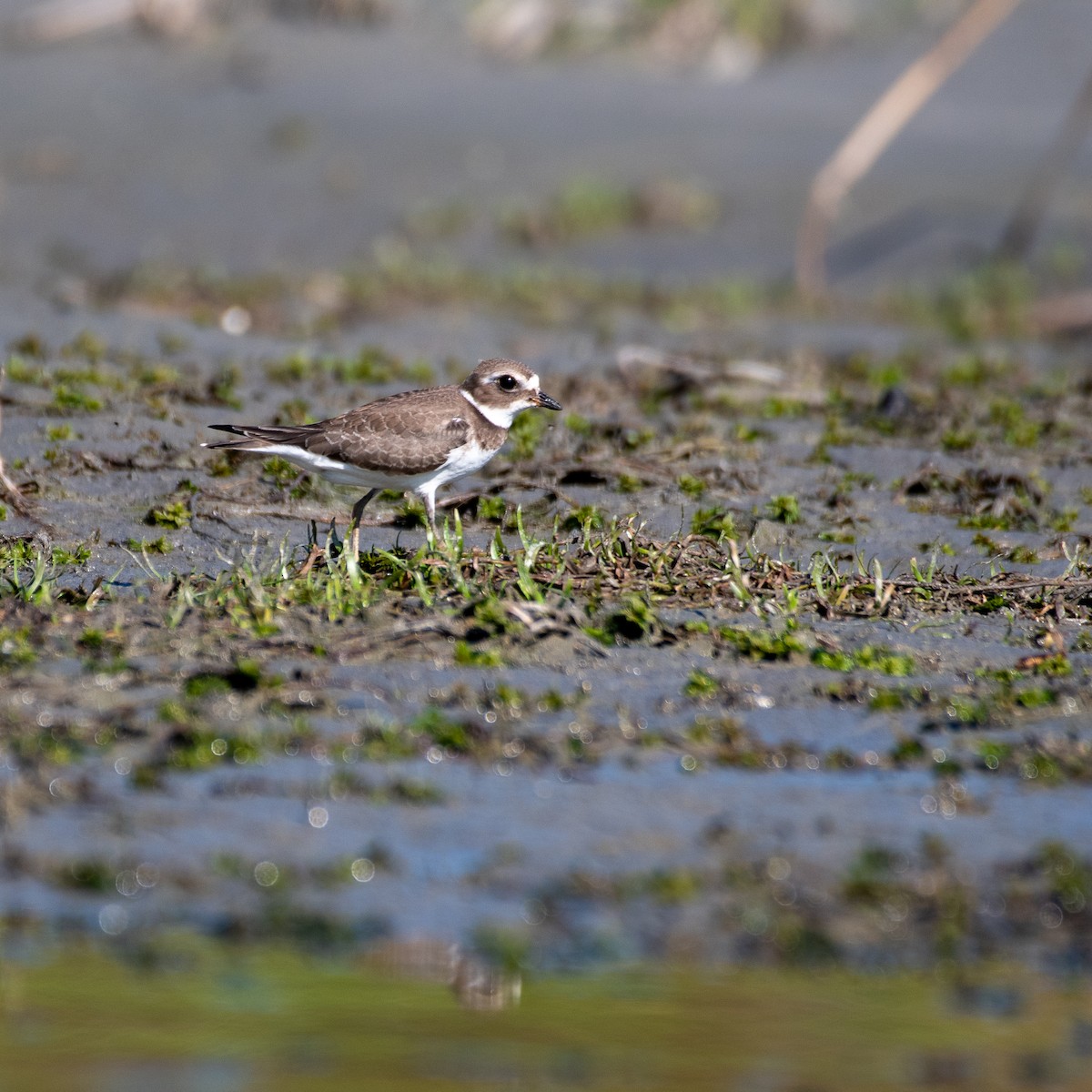 Semipalmated Plover - ML483609771