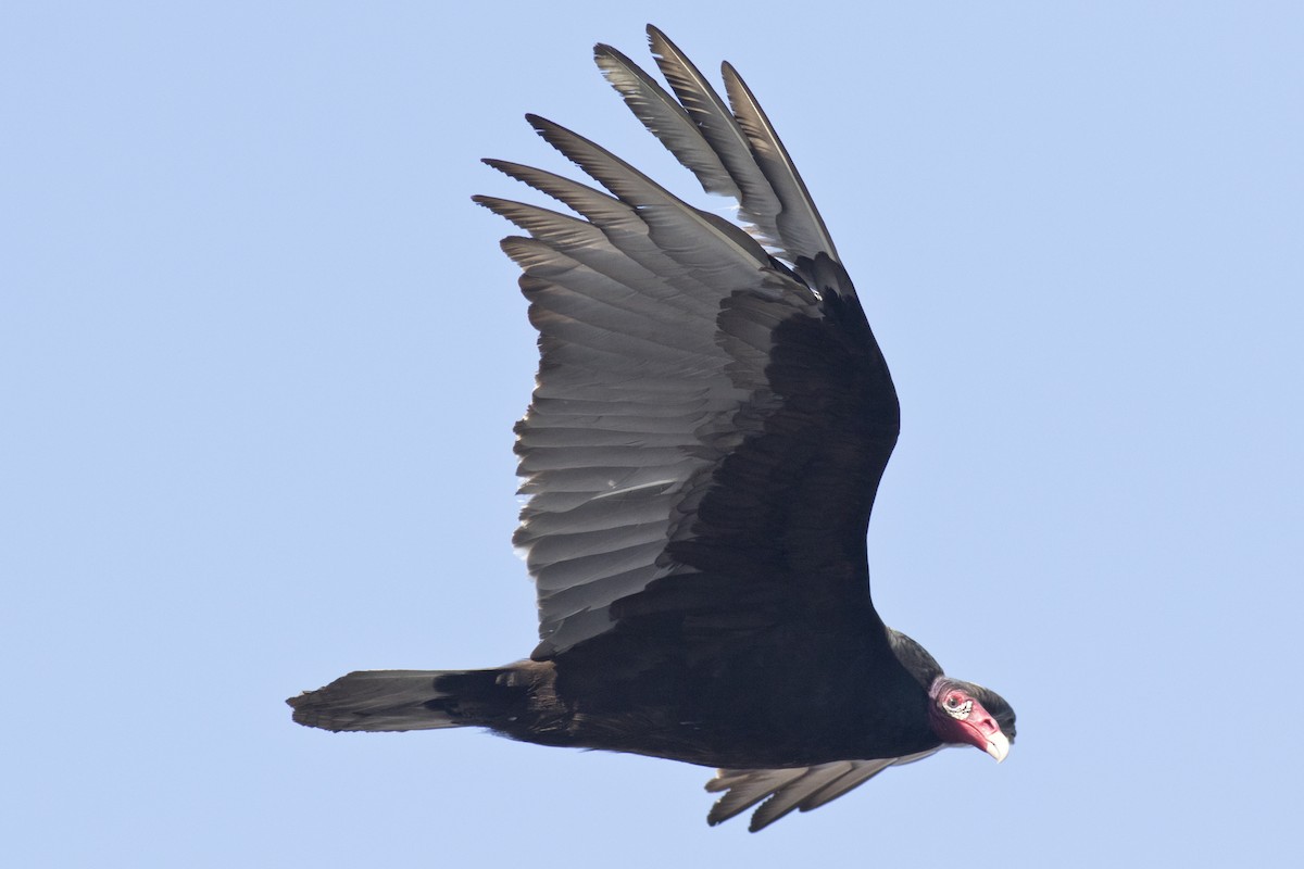 Turkey Vulture - David Brown