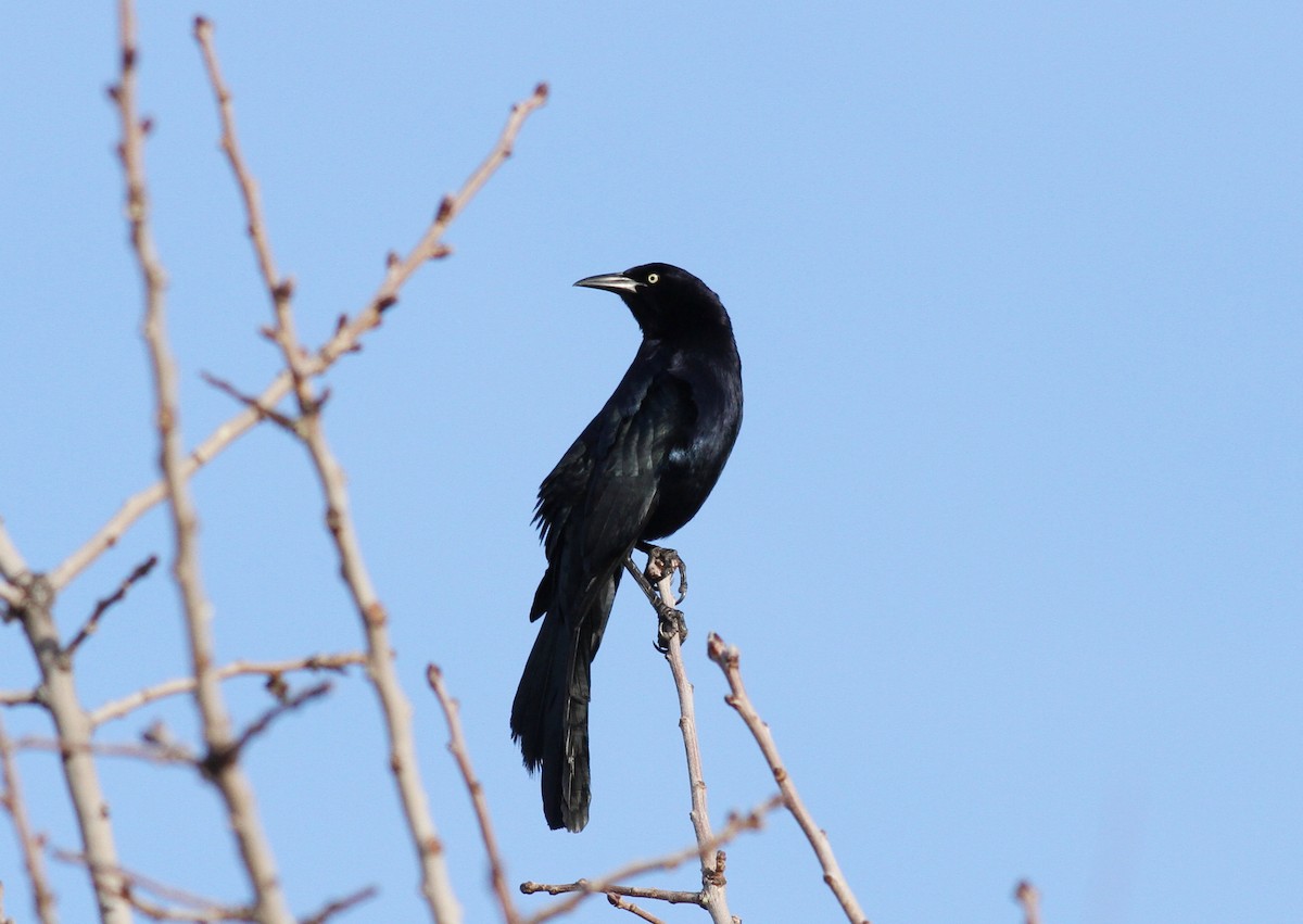 Great-tailed Grackle - ML48361121