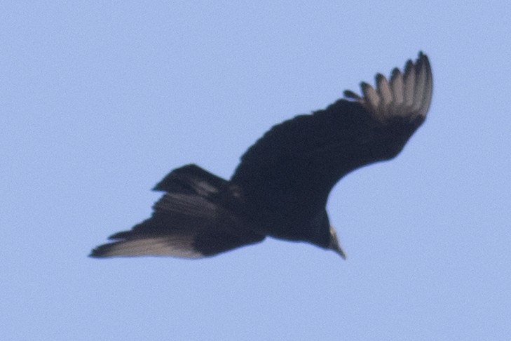 Black Vulture - ML48361481