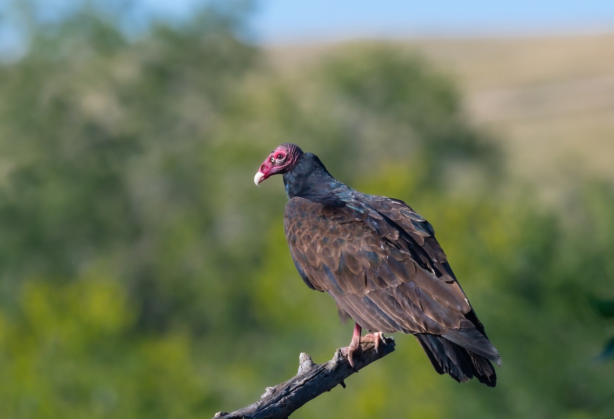 Turkey Vulture - ML483614961