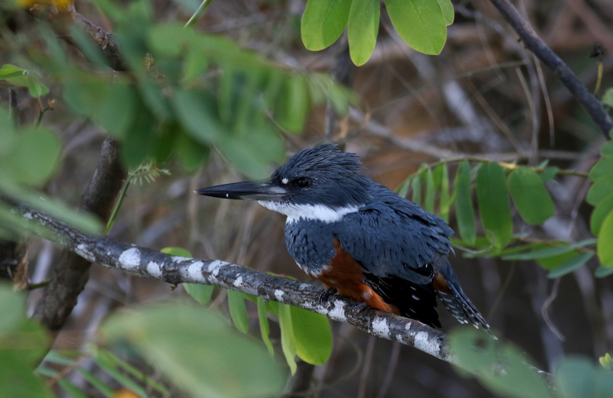 Ringed Kingfisher (Northern) - Jay McGowan