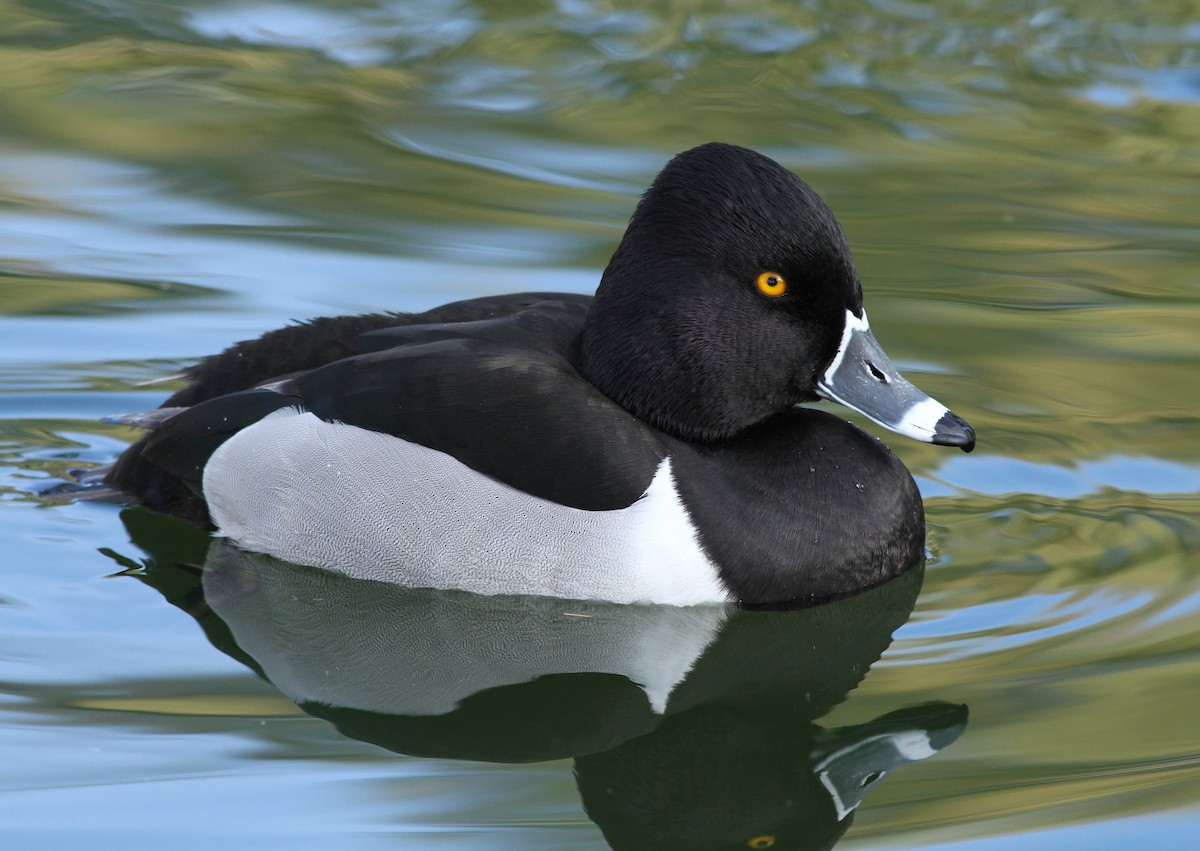 Ring-necked Duck - ML48362261