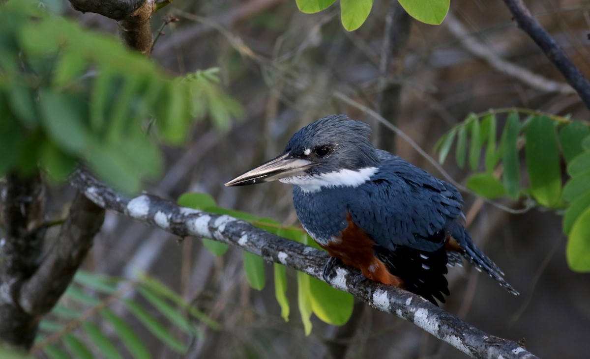 Ringed Kingfisher (Northern) - Jay McGowan