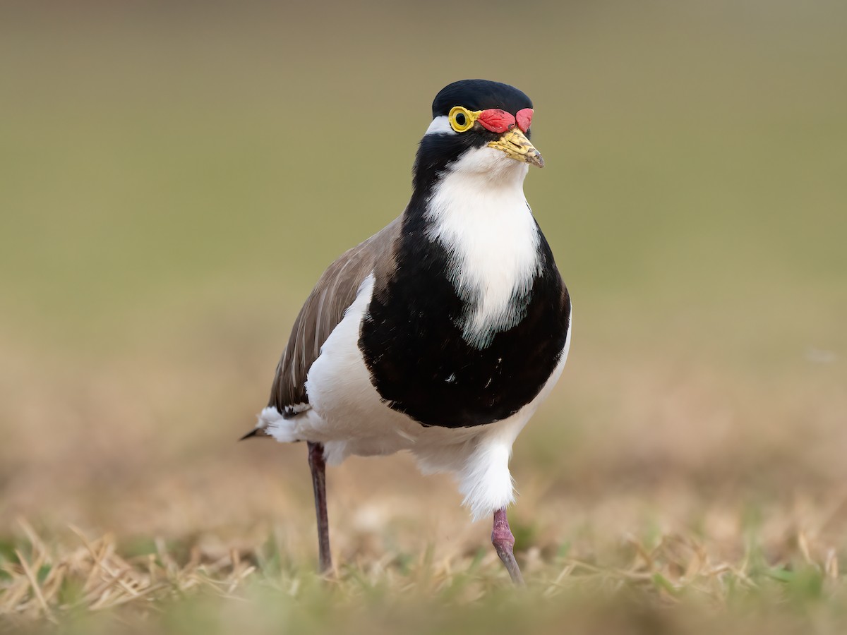 Banded Lapwing - ML483627091