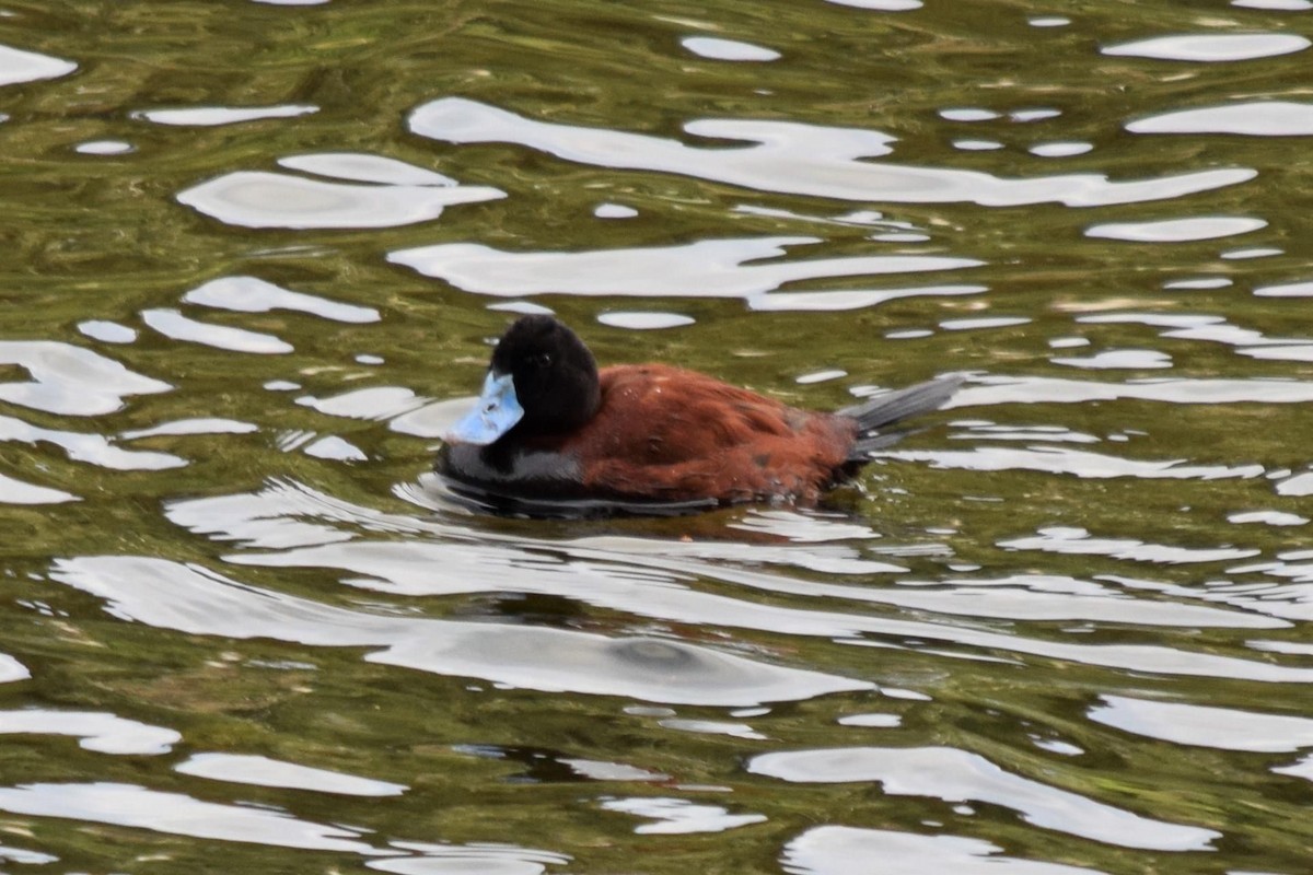 Andean Duck - ML483629211